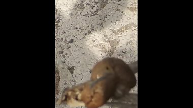 Two Shaila no Shells fucking hard in pÃºblic while teen watching