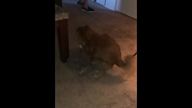 SPARTACUS FUCKS A USED SLUTTY TEDDY BEAR AND LICKS HIS OWN COCK